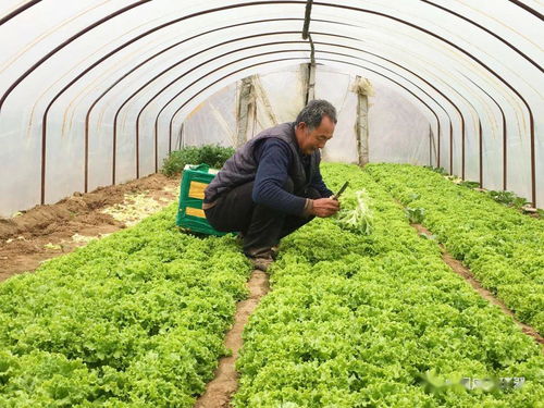 產銷對接顯成效 30噸滯銷蔬菜成功售出，畜產品購銷貿易同步拓展