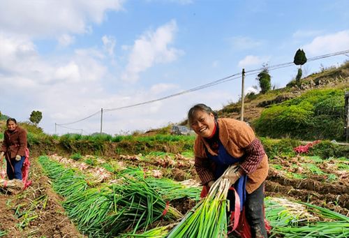 蔥郁龍坪，綠意滿“林”助農增收